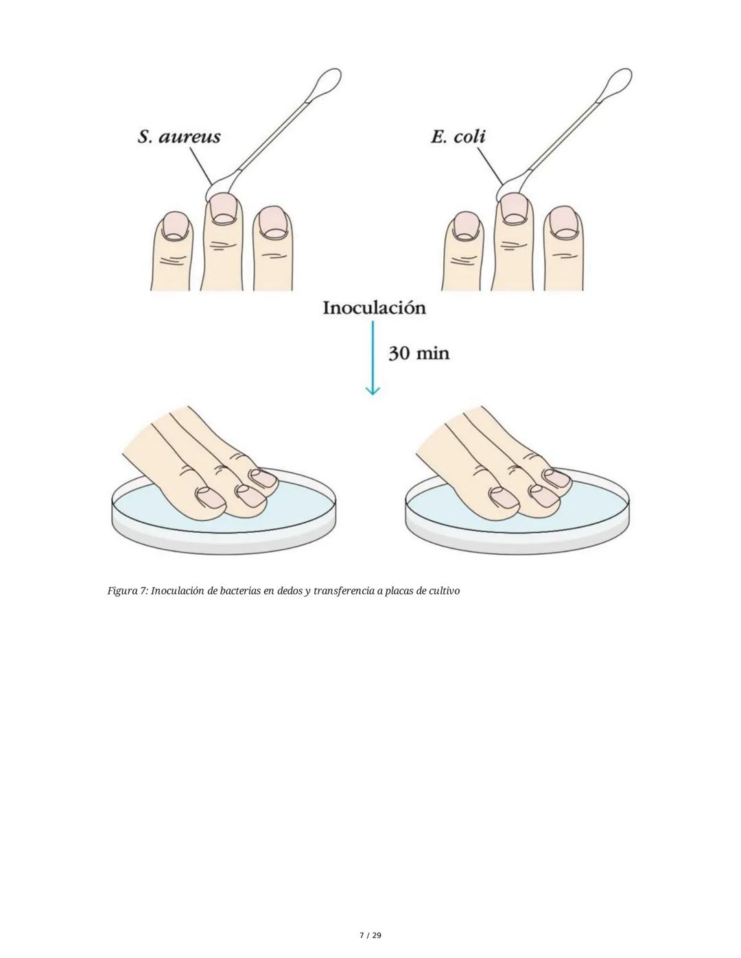 Sistema Inmunitario - Resumen Integral
1. Introducción a los Microorganismos y Virus
Los microorganismos son organismos celulares visibles s