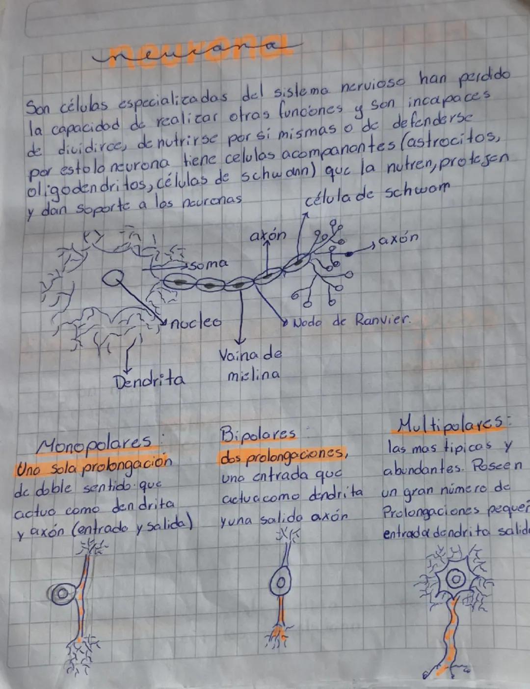 Fotoreceptores: el ojo, costituido por el globoto oculor enel
cual se estimula por la luz, atravesando lo cornia
yretina donde se encuentra