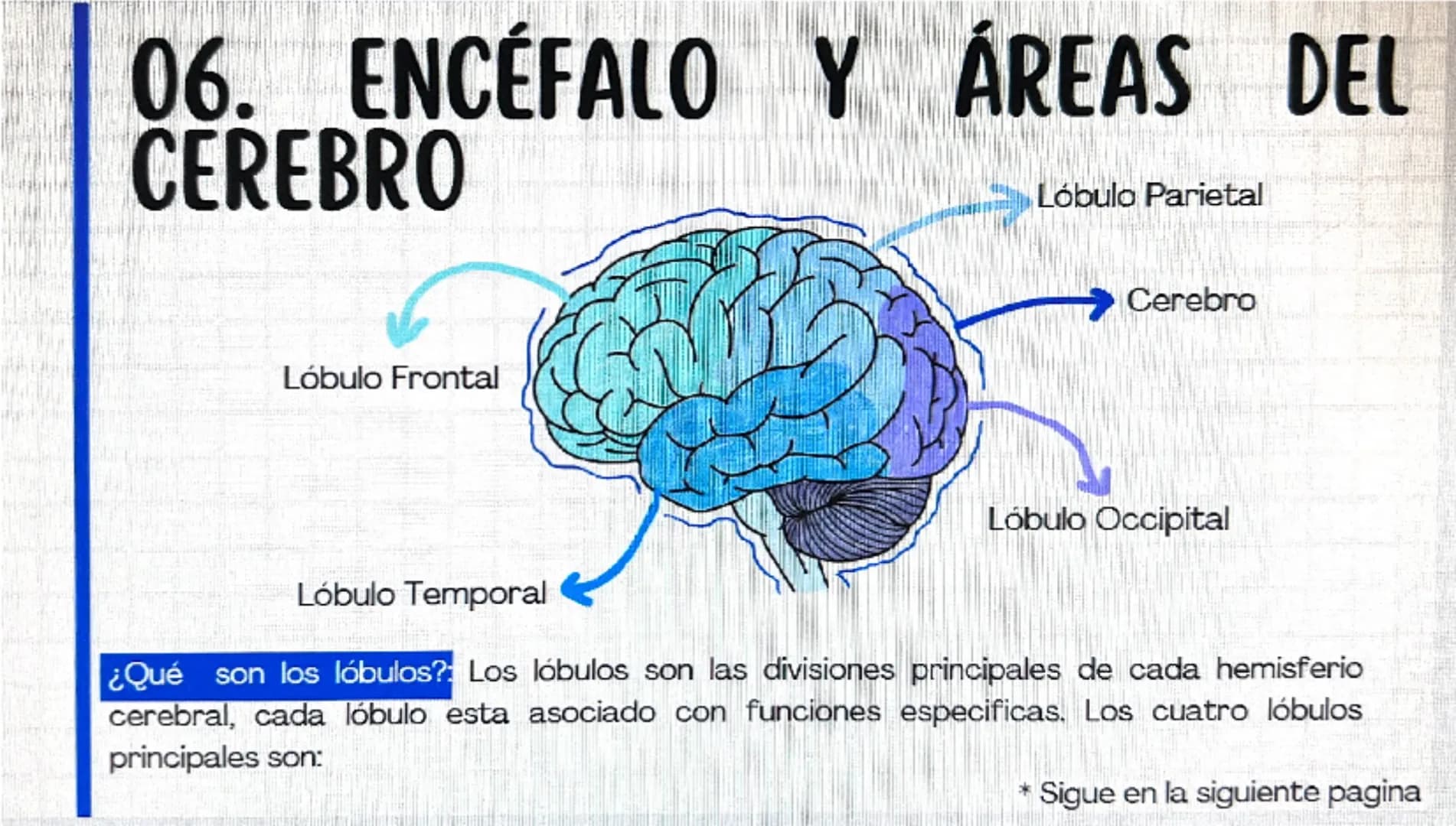 # 01. RESPUESTA A ESTÍMULOS
¿Qué es un estimulo? R: Un estímulo es cualquier cambio o señal en el ambiente interno
o externo de un organism