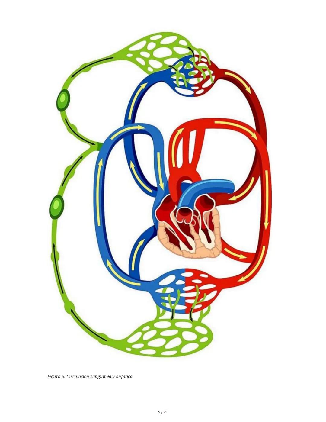 Hipertensión Arterial y Sistemas de Regulación
1. Introducción y Objetivos
El estudio de la hipertensión arterial (HTA) y los sistemas de re