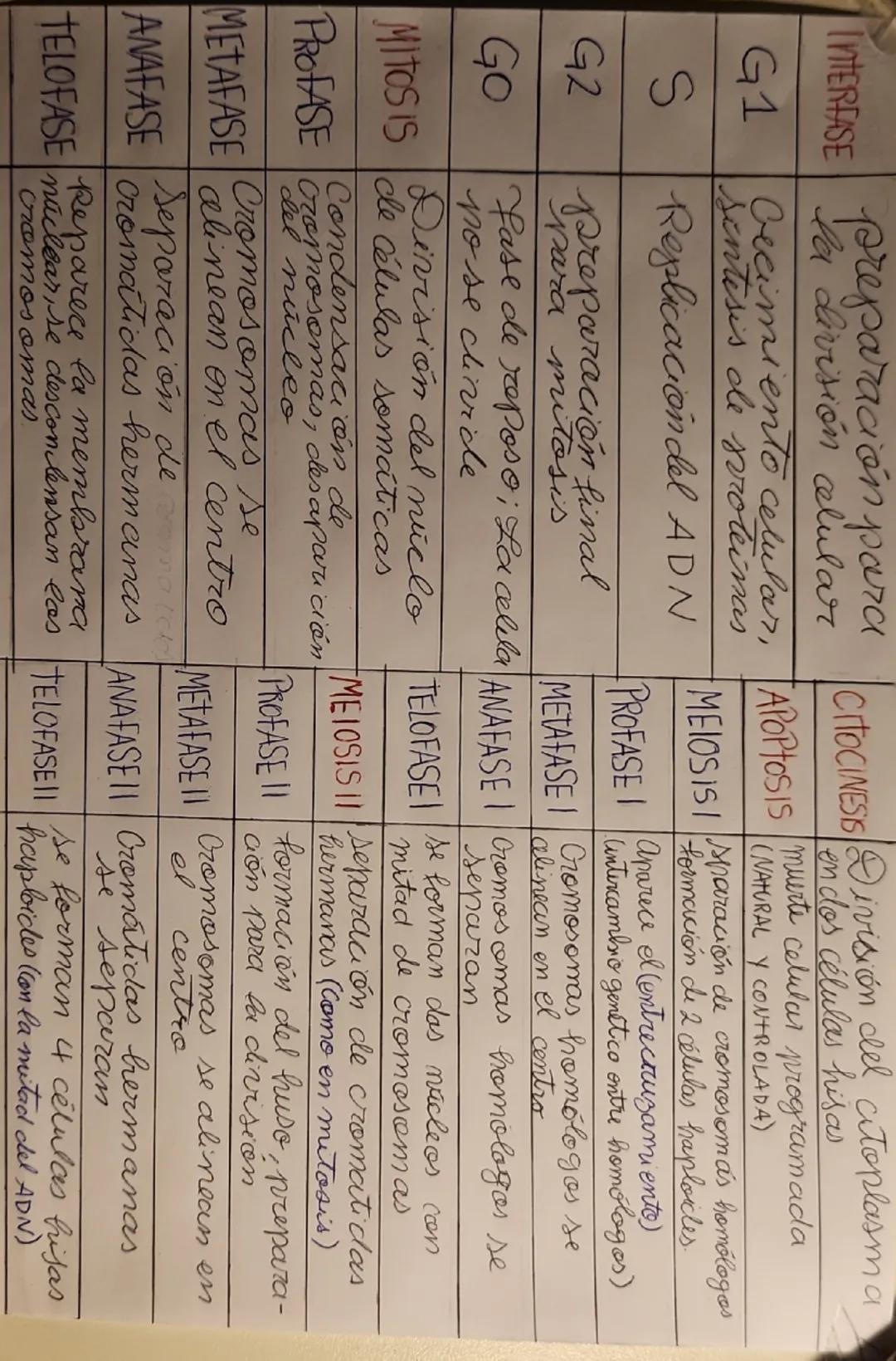 G1 sintisis de suroteinas
S Replicación del ADN
INTERFASE preparación para CITOCINESS División del citoplasm a
la división celular en dos