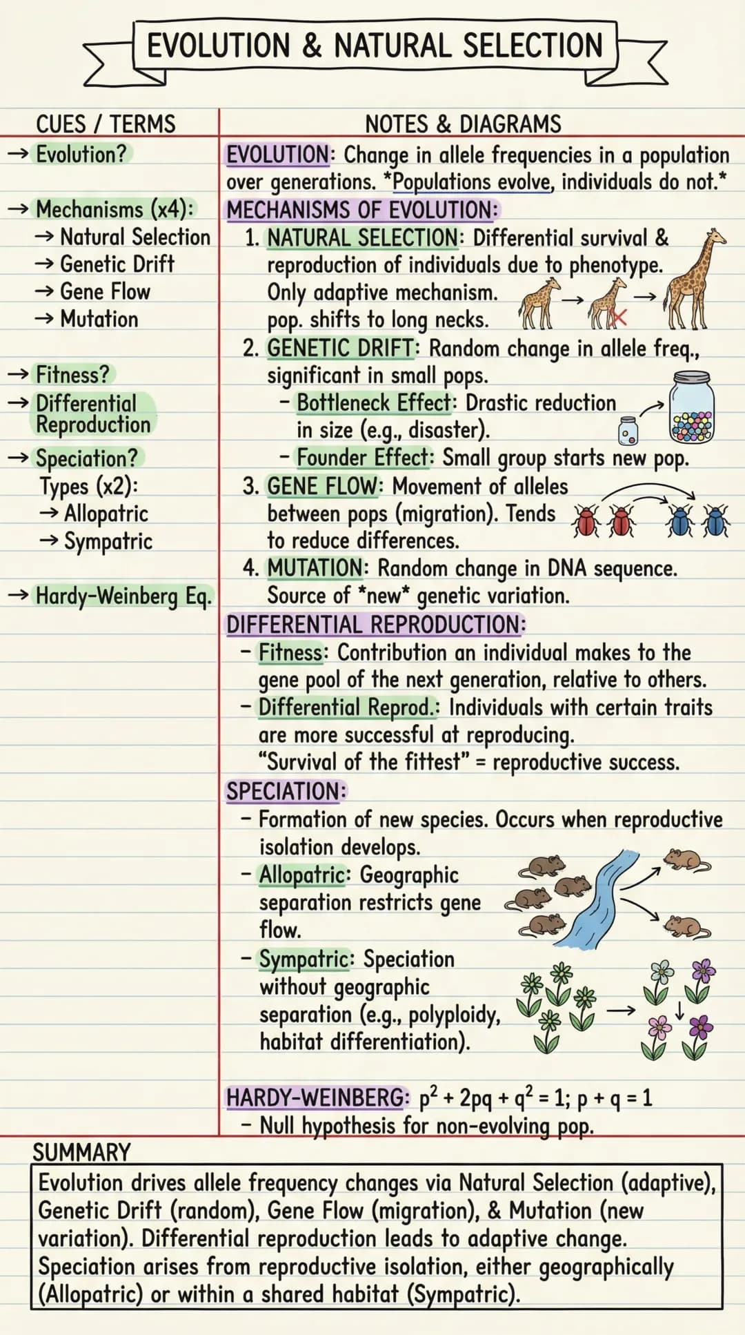 # EVOLUTION & NATURAL SELECTION
CUES / TERMS
→ Evolution?
NOTES & DIAGRAMS
EVOLUTION: Change in allele frequencies in a population
over