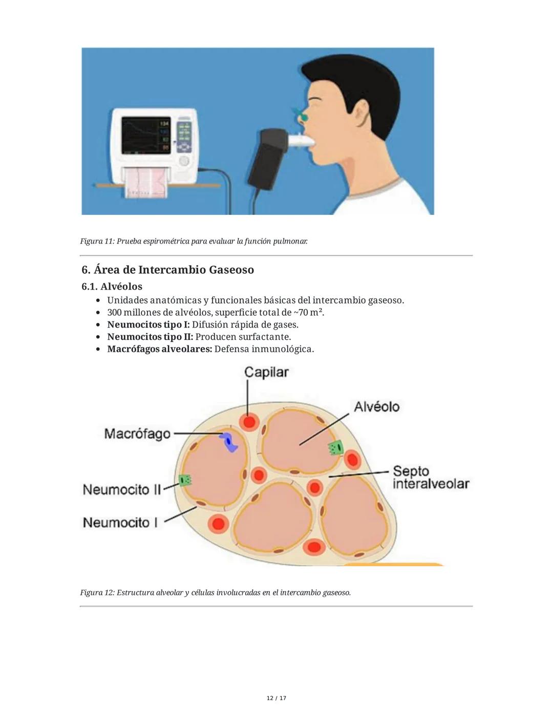 # Fisiología del Sistema Respiratorio
## 1. Introducción y Objetivos
La fisiología del sistema respiratorio estudia los mecanismos que per