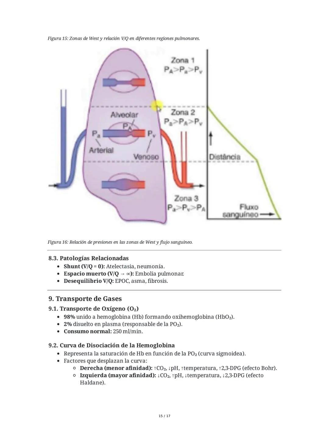# Fisiología del Sistema Respiratorio
## 1. Introducción y Objetivos
La fisiología del sistema respiratorio estudia los mecanismos que per