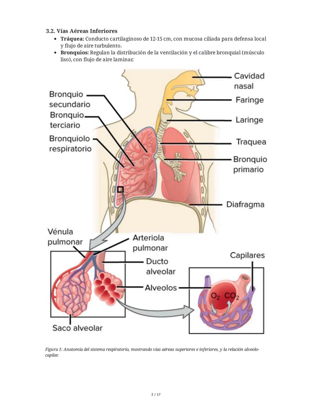 # Fisiología del Sistema Respiratorio
## 1. Introducción y Objetivos
La fisiología del sistema respiratorio estudia los mecanismos que per