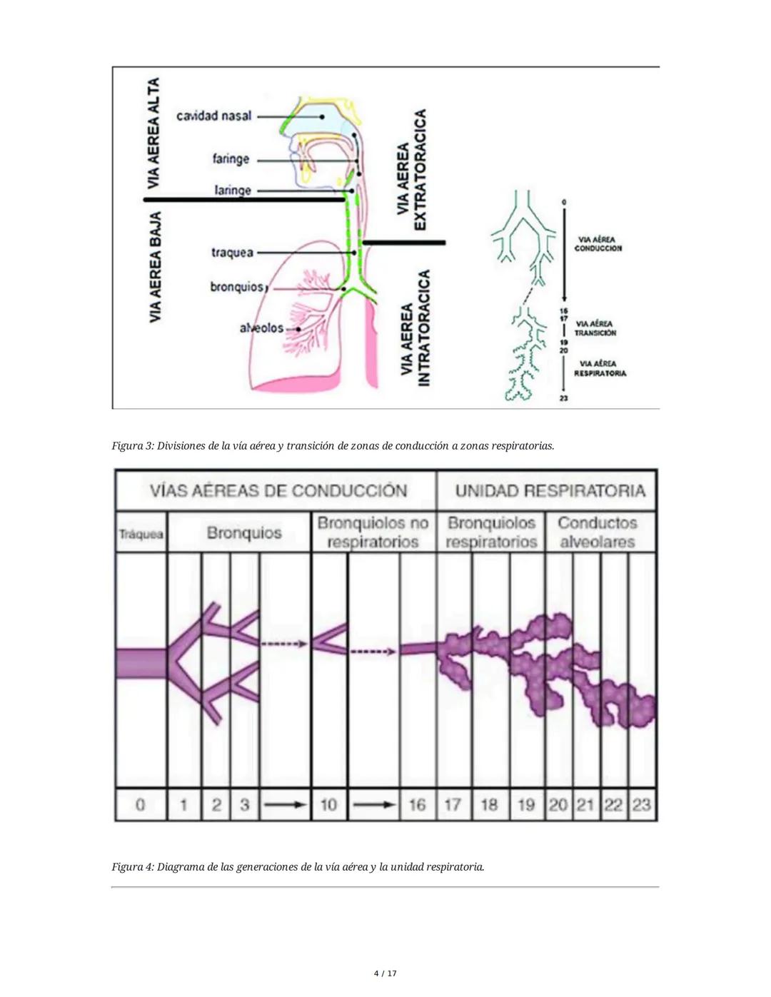 # Fisiología del Sistema Respiratorio
## 1. Introducción y Objetivos
La fisiología del sistema respiratorio estudia los mecanismos que per