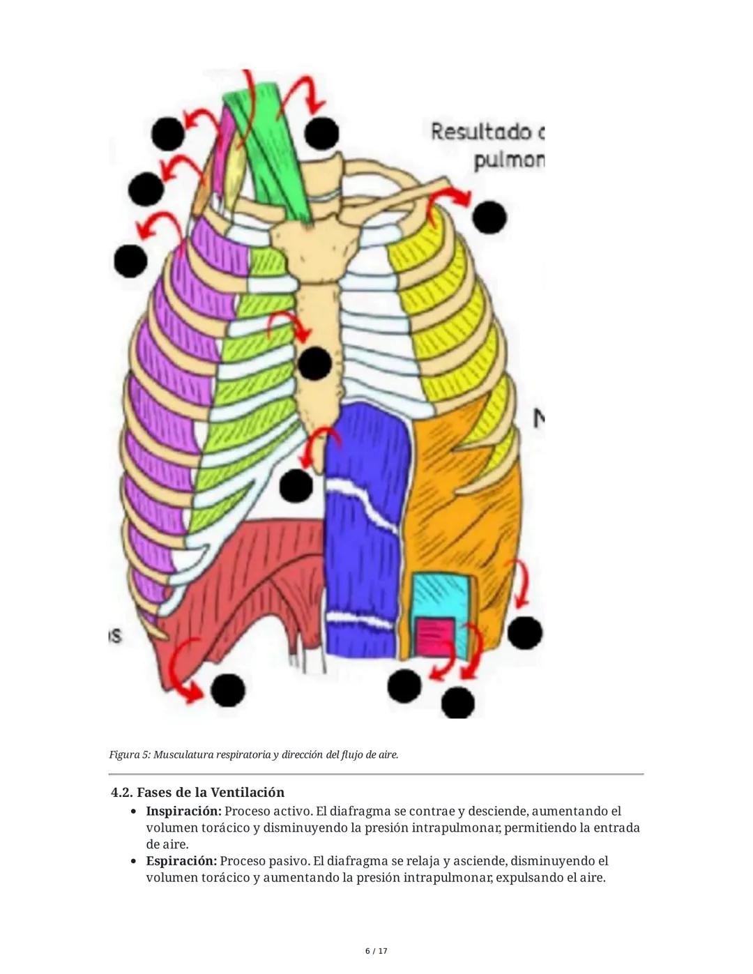 # Fisiología del Sistema Respiratorio
## 1. Introducción y Objetivos
La fisiología del sistema respiratorio estudia los mecanismos que per