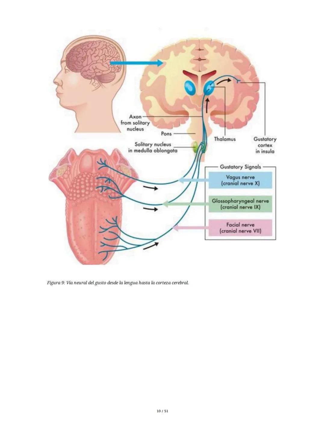 Biología de la Conducta y la Emoción
Clase 7: Los Sentidos
1. Introducción a los Sistemas Sensitivos
La percepción sensorial es el proceso m