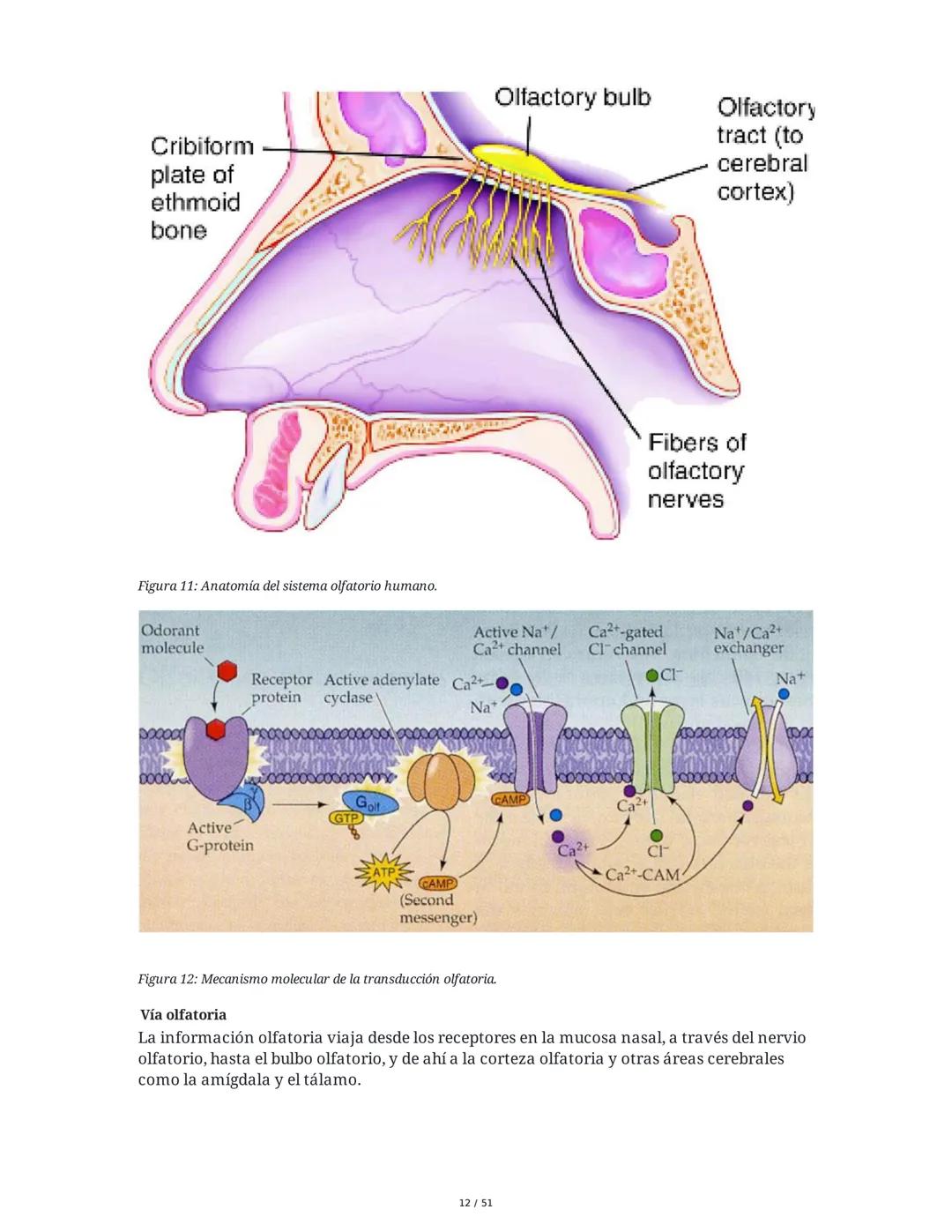 Biología de la Conducta y la Emoción
Clase 7: Los Sentidos
1. Introducción a los Sistemas Sensitivos
La percepción sensorial es el proceso m