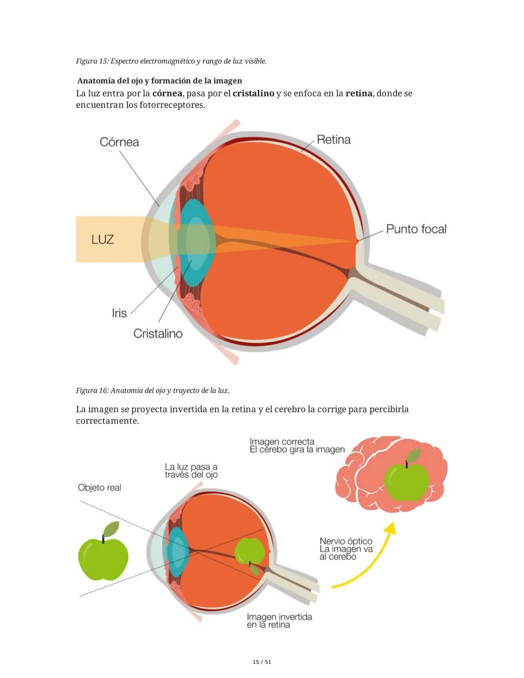 Biología de la Conducta y la Emoción
Clase 7: Los Sentidos
1. Introducción a los Sistemas Sensitivos
La percepción sensorial es el proceso m