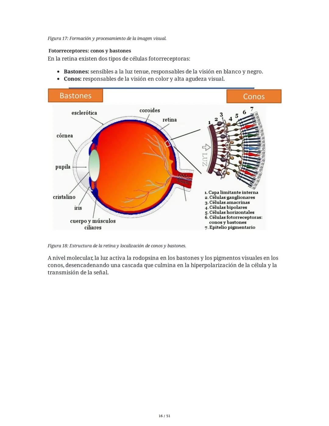 Biología de la Conducta y la Emoción
Clase 7: Los Sentidos
1. Introducción a los Sistemas Sensitivos
La percepción sensorial es el proceso m