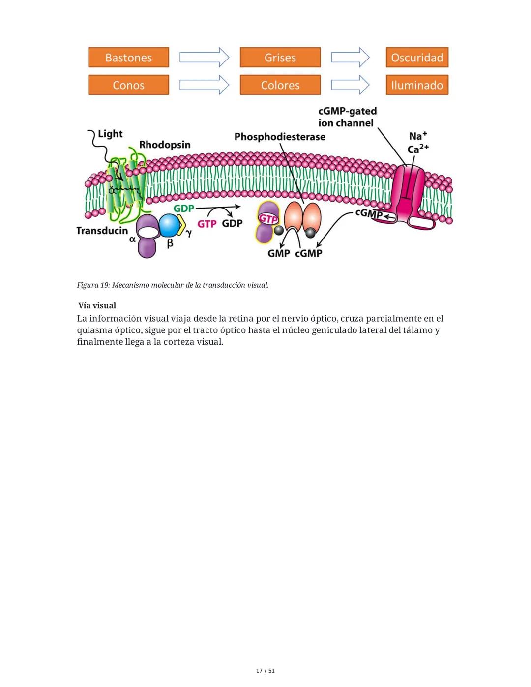 Biología de la Conducta y la Emoción
Clase 7: Los Sentidos
1. Introducción a los Sistemas Sensitivos
La percepción sensorial es el proceso m