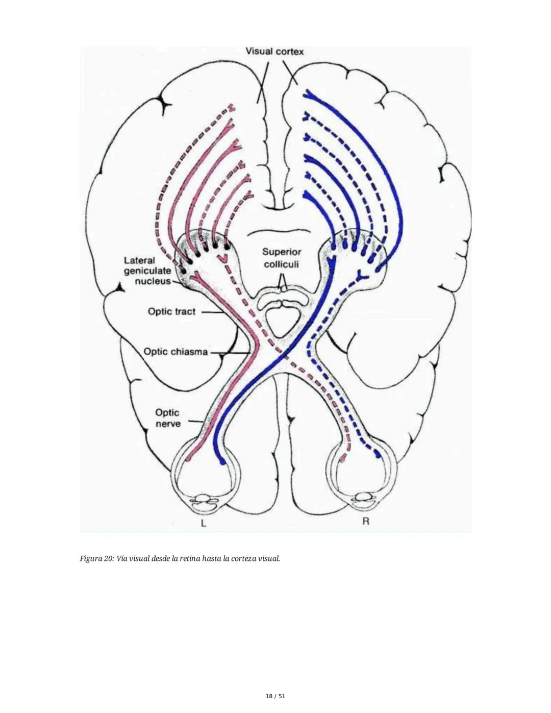 Biología de la Conducta y la Emoción
Clase 7: Los Sentidos
1. Introducción a los Sistemas Sensitivos
La percepción sensorial es el proceso m