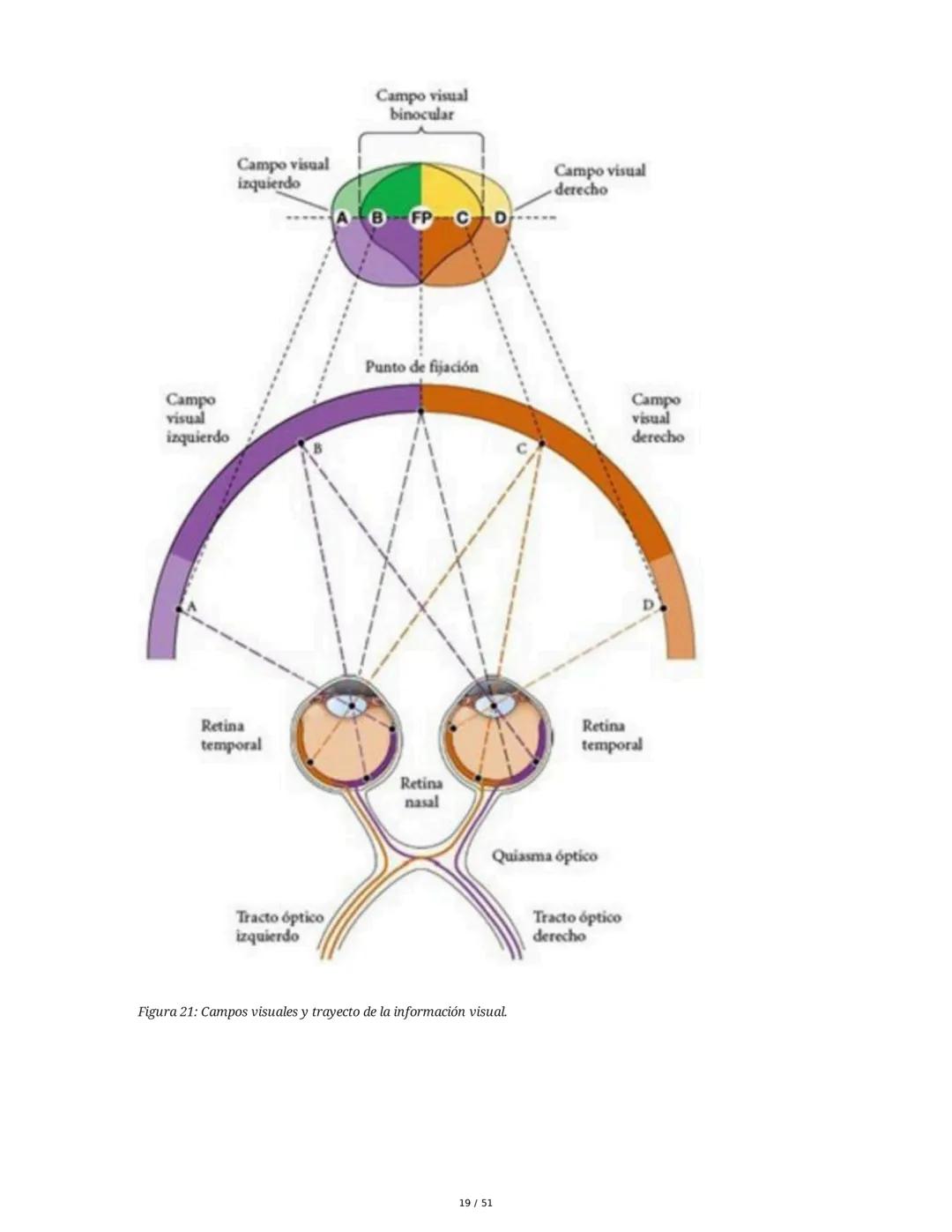 Biología de la Conducta y la Emoción
Clase 7: Los Sentidos
1. Introducción a los Sistemas Sensitivos
La percepción sensorial es el proceso m