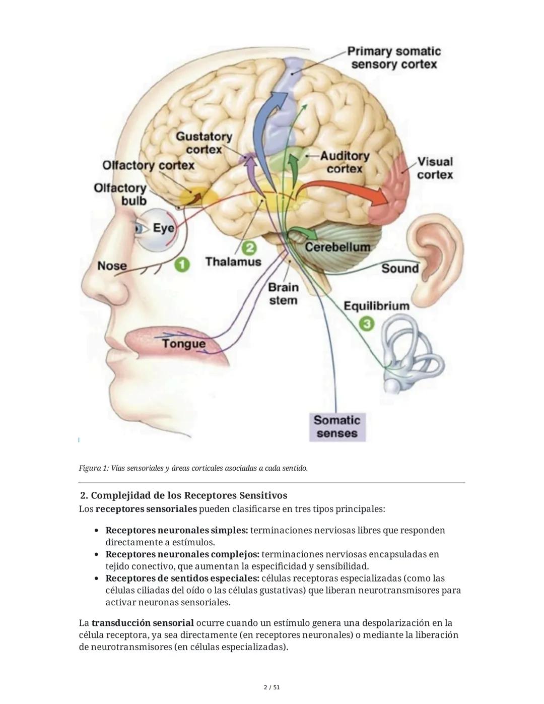 Biología de la Conducta y la Emoción
Clase 7: Los Sentidos
1. Introducción a los Sistemas Sensitivos
La percepción sensorial es el proceso m