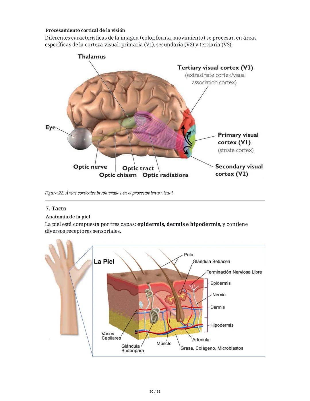 Biología de la Conducta y la Emoción
Clase 7: Los Sentidos
1. Introducción a los Sistemas Sensitivos
La percepción sensorial es el proceso m