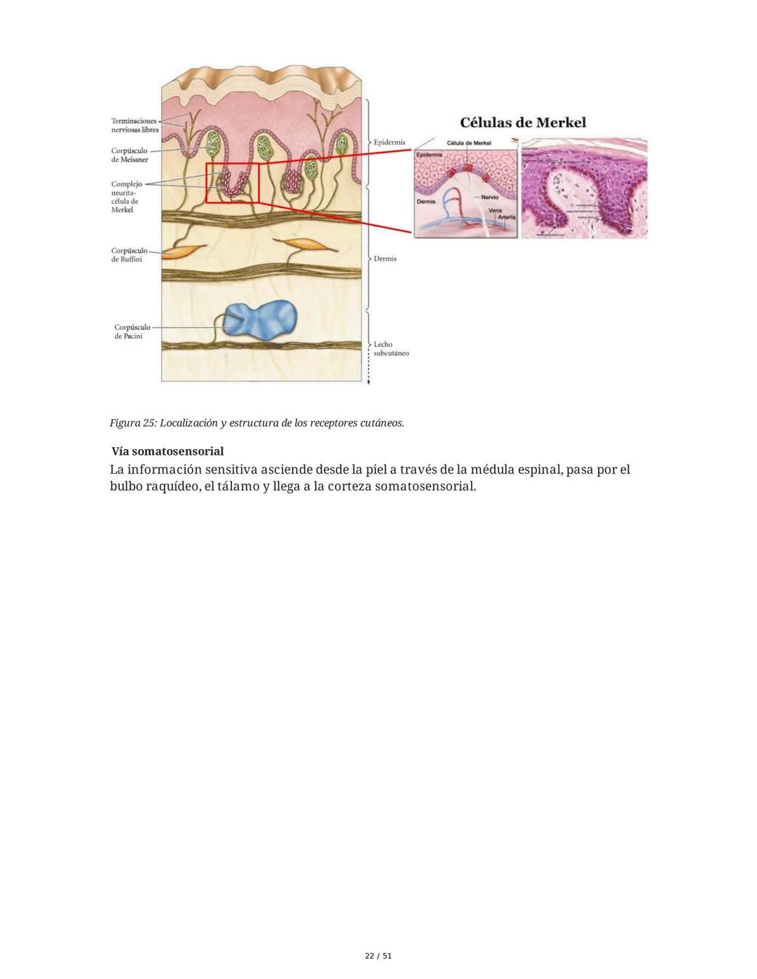 Biología de la Conducta y la Emoción
Clase 7: Los Sentidos
1. Introducción a los Sistemas Sensitivos
La percepción sensorial es el proceso m