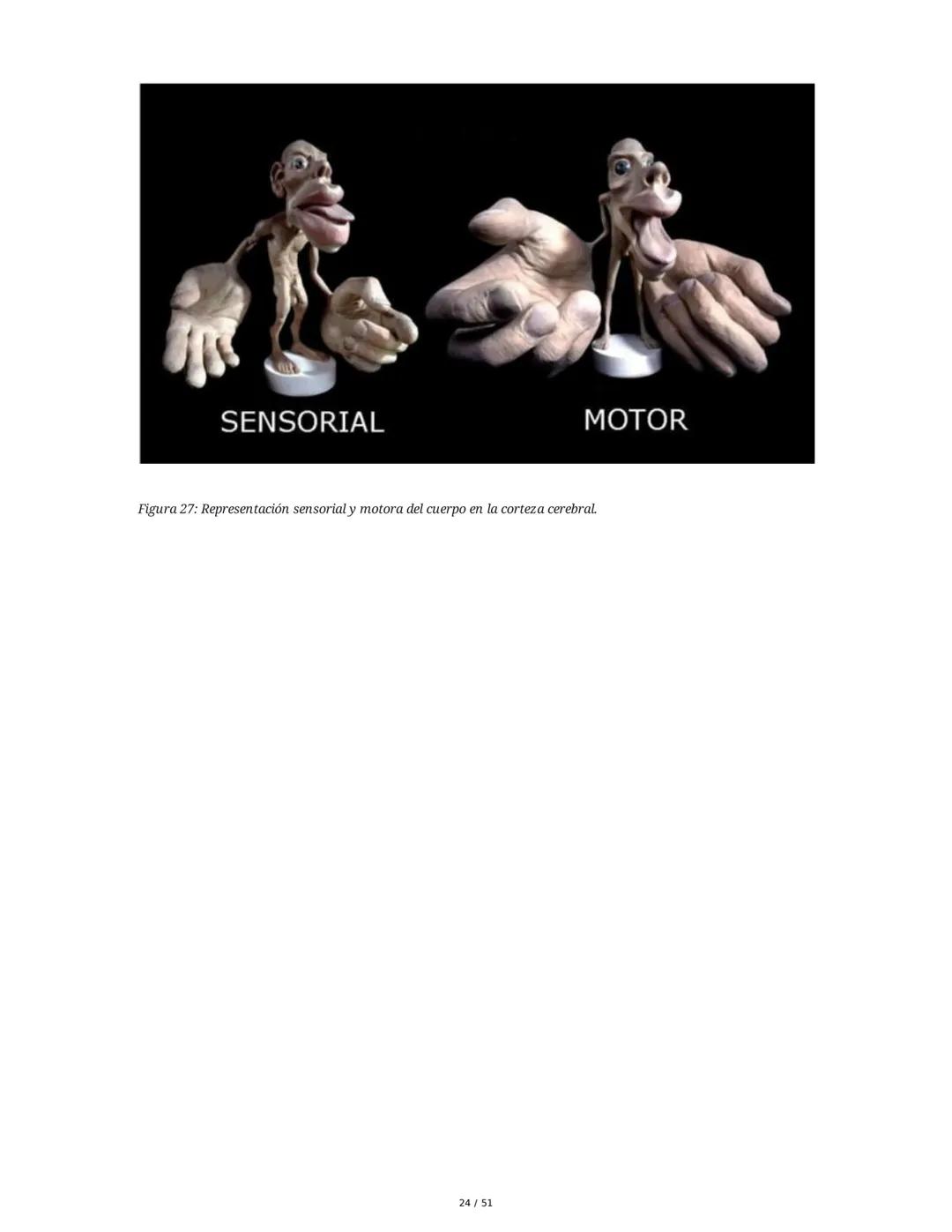 Biología de la Conducta y la Emoción
Clase 7: Los Sentidos
1. Introducción a los Sistemas Sensitivos
La percepción sensorial es el proceso m