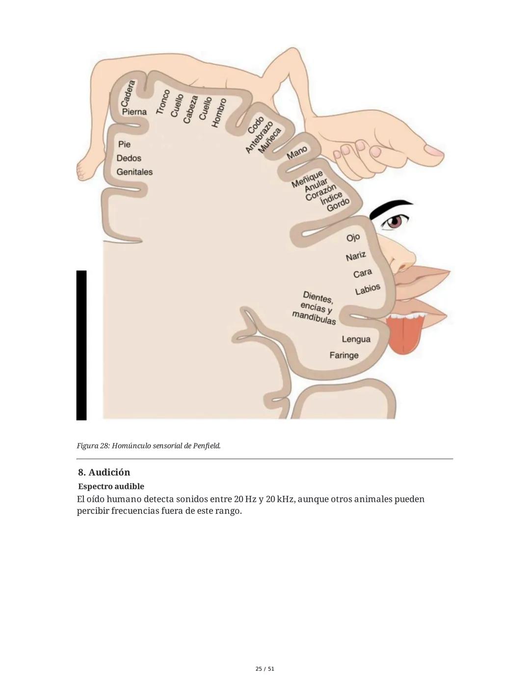 Biología de la Conducta y la Emoción
Clase 7: Los Sentidos
1. Introducción a los Sistemas Sensitivos
La percepción sensorial es el proceso m