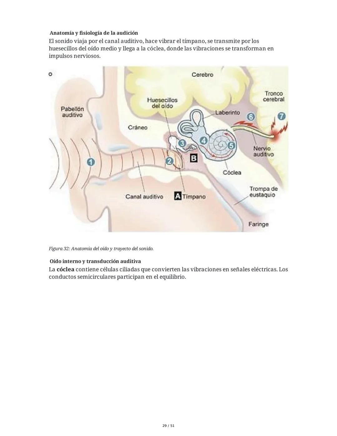 Biología de la Conducta y la Emoción
Clase 7: Los Sentidos
1. Introducción a los Sistemas Sensitivos
La percepción sensorial es el proceso m