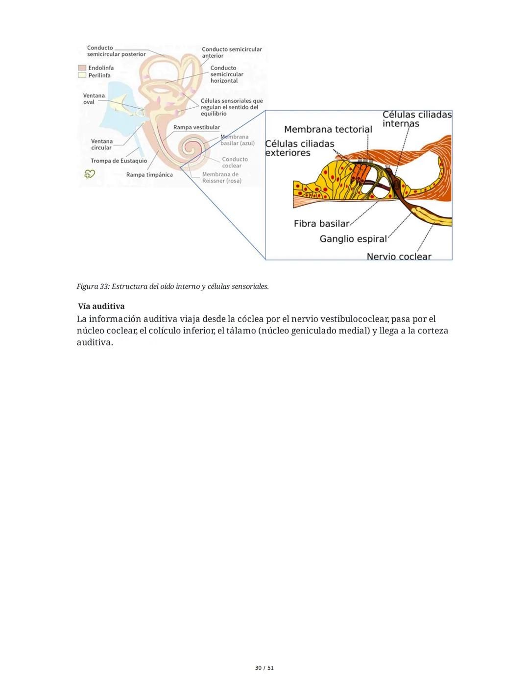 Biología de la Conducta y la Emoción
Clase 7: Los Sentidos
1. Introducción a los Sistemas Sensitivos
La percepción sensorial es el proceso m
