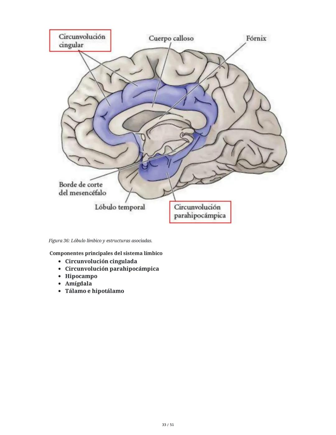 Biología de la Conducta y la Emoción
Clase 7: Los Sentidos
1. Introducción a los Sistemas Sensitivos
La percepción sensorial es el proceso m