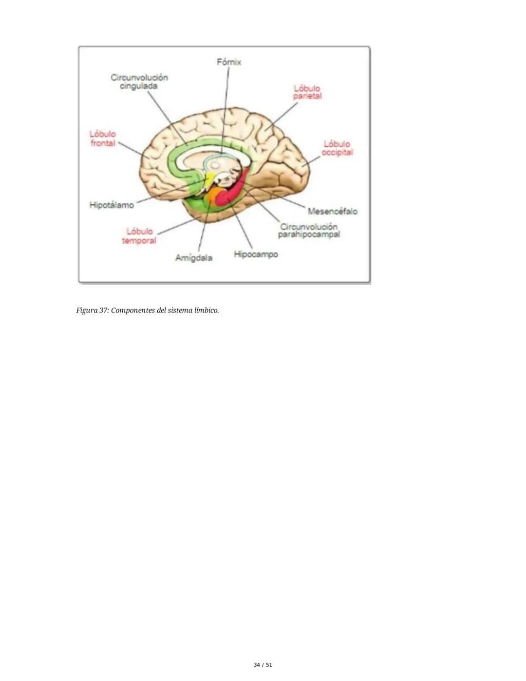 Biología de la Conducta y la Emoción
Clase 7: Los Sentidos
1. Introducción a los Sistemas Sensitivos
La percepción sensorial es el proceso m