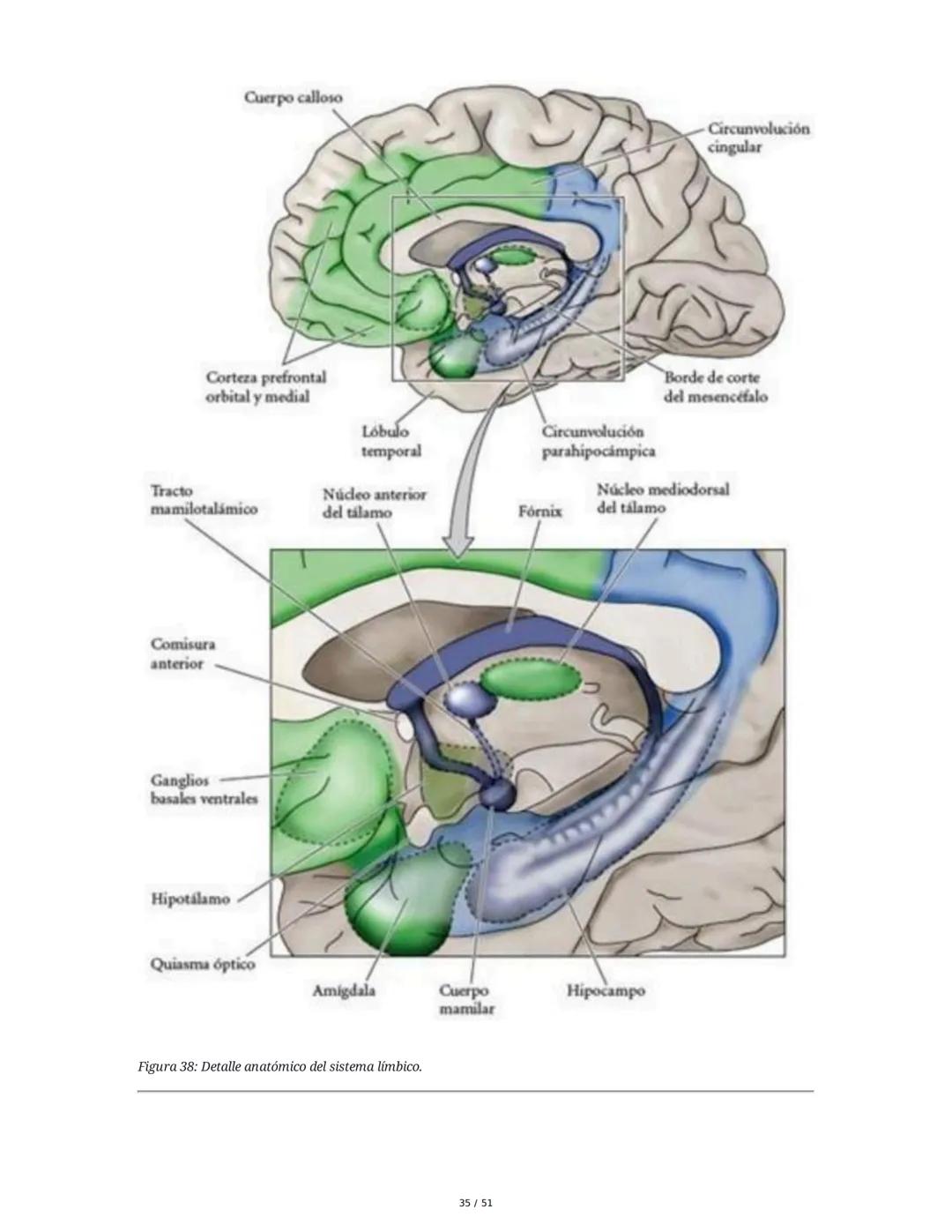 Biología de la Conducta y la Emoción
Clase 7: Los Sentidos
1. Introducción a los Sistemas Sensitivos
La percepción sensorial es el proceso m