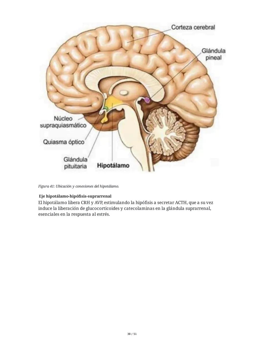 Biología de la Conducta y la Emoción
Clase 7: Los Sentidos
1. Introducción a los Sistemas Sensitivos
La percepción sensorial es el proceso m