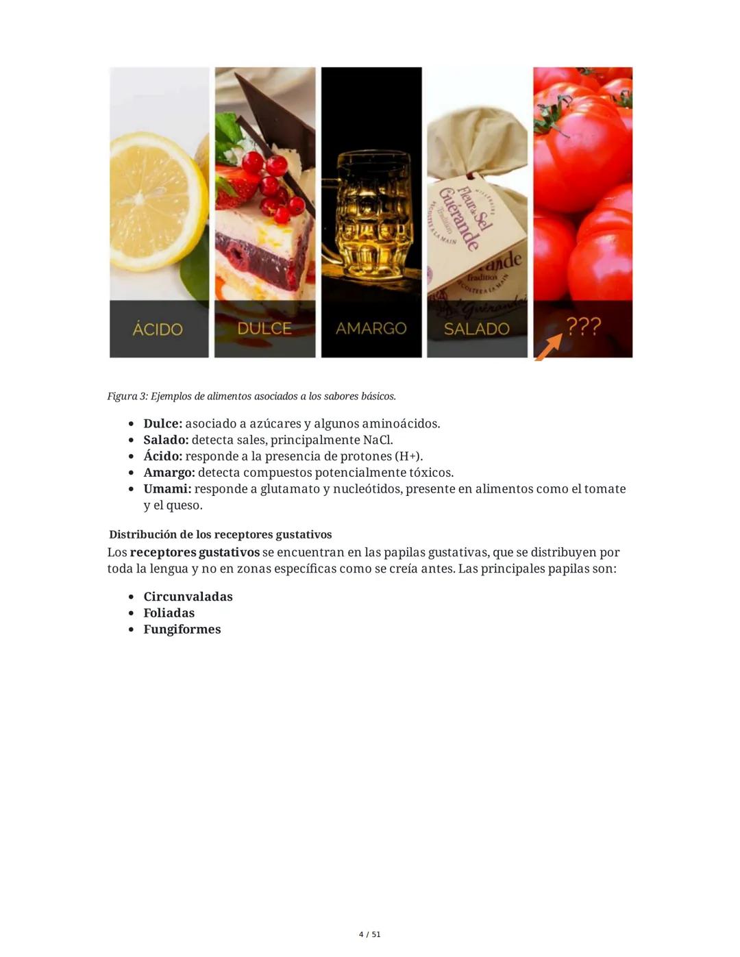 Biología de la Conducta y la Emoción
Clase 7: Los Sentidos
1. Introducción a los Sistemas Sensitivos
La percepción sensorial es el proceso m