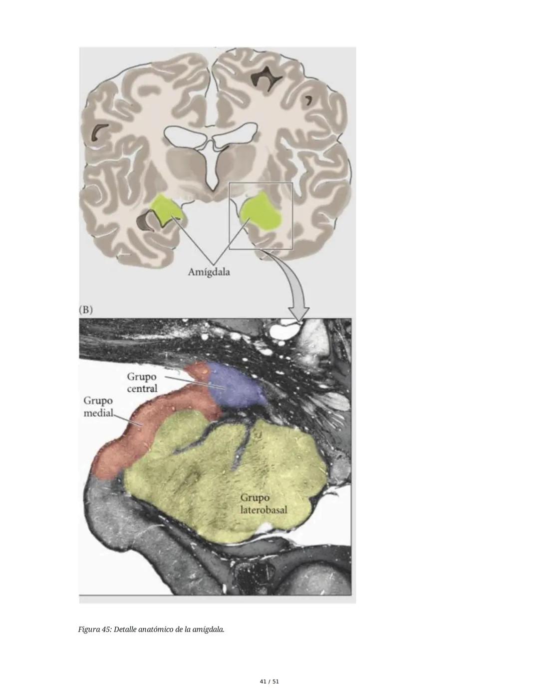 Biología de la Conducta y la Emoción
Clase 7: Los Sentidos
1. Introducción a los Sistemas Sensitivos
La percepción sensorial es el proceso m