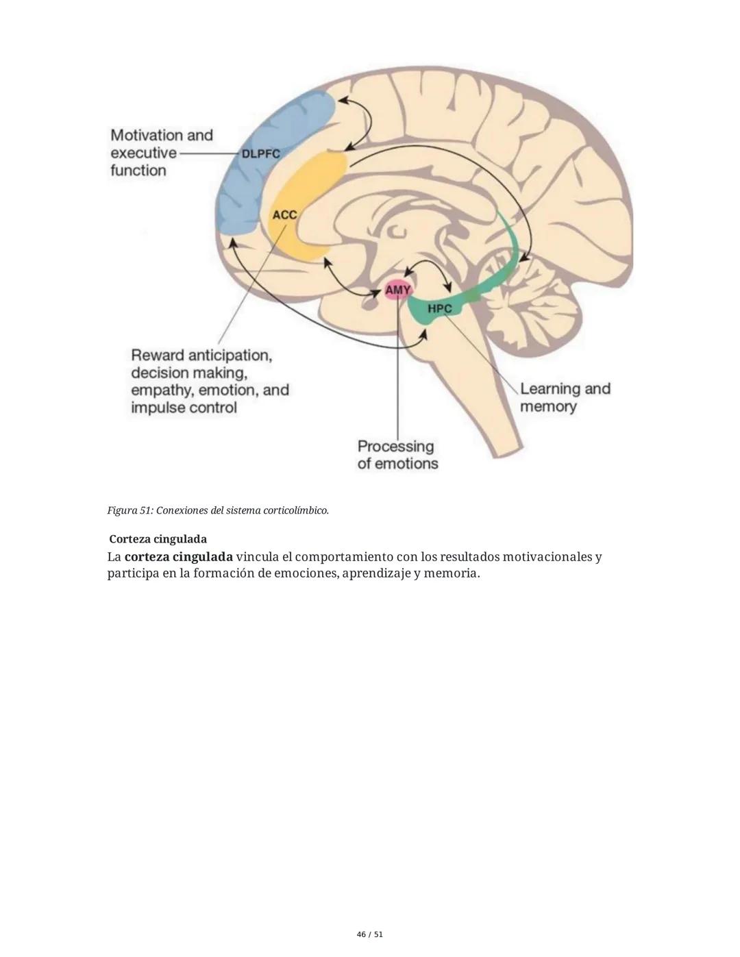 Biología de la Conducta y la Emoción
Clase 7: Los Sentidos
1. Introducción a los Sistemas Sensitivos
La percepción sensorial es el proceso m