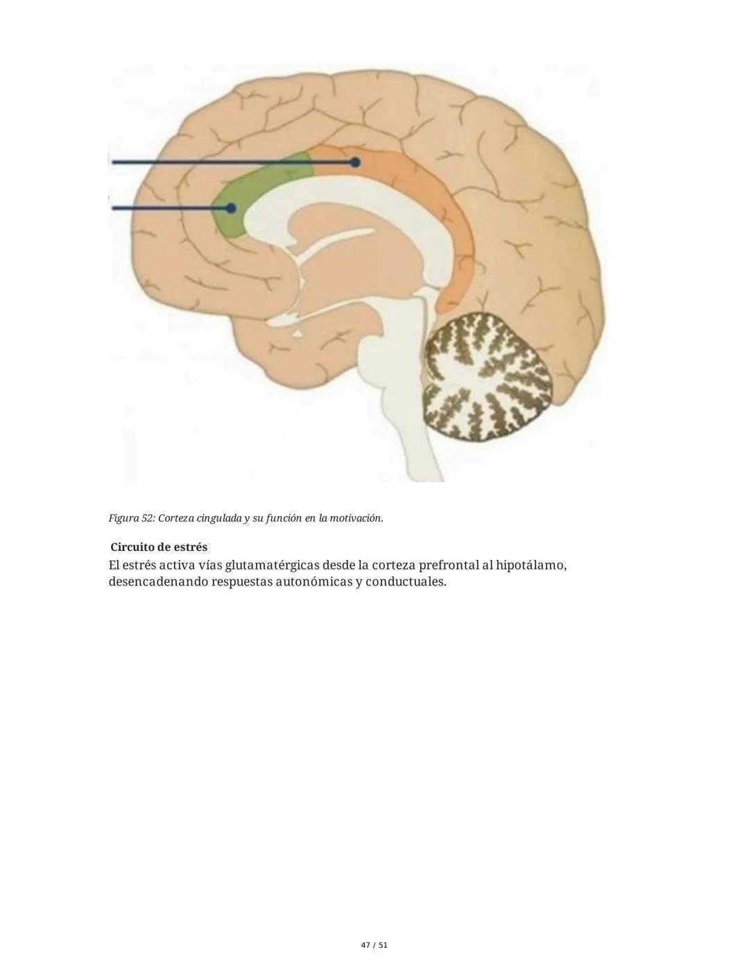 Biología de la Conducta y la Emoción
Clase 7: Los Sentidos
1. Introducción a los Sistemas Sensitivos
La percepción sensorial es el proceso m