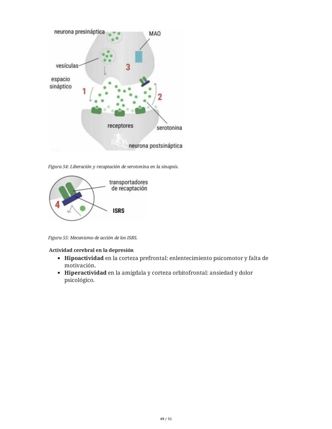 Biología de la Conducta y la Emoción
Clase 7: Los Sentidos
1. Introducción a los Sistemas Sensitivos
La percepción sensorial es el proceso m