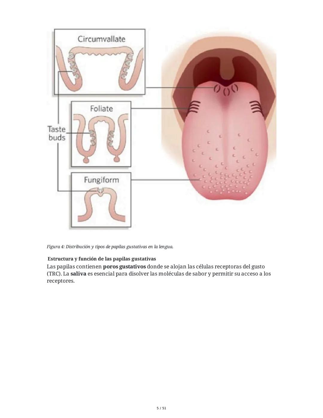 Biología de la Conducta y la Emoción
Clase 7: Los Sentidos
1. Introducción a los Sistemas Sensitivos
La percepción sensorial es el proceso m