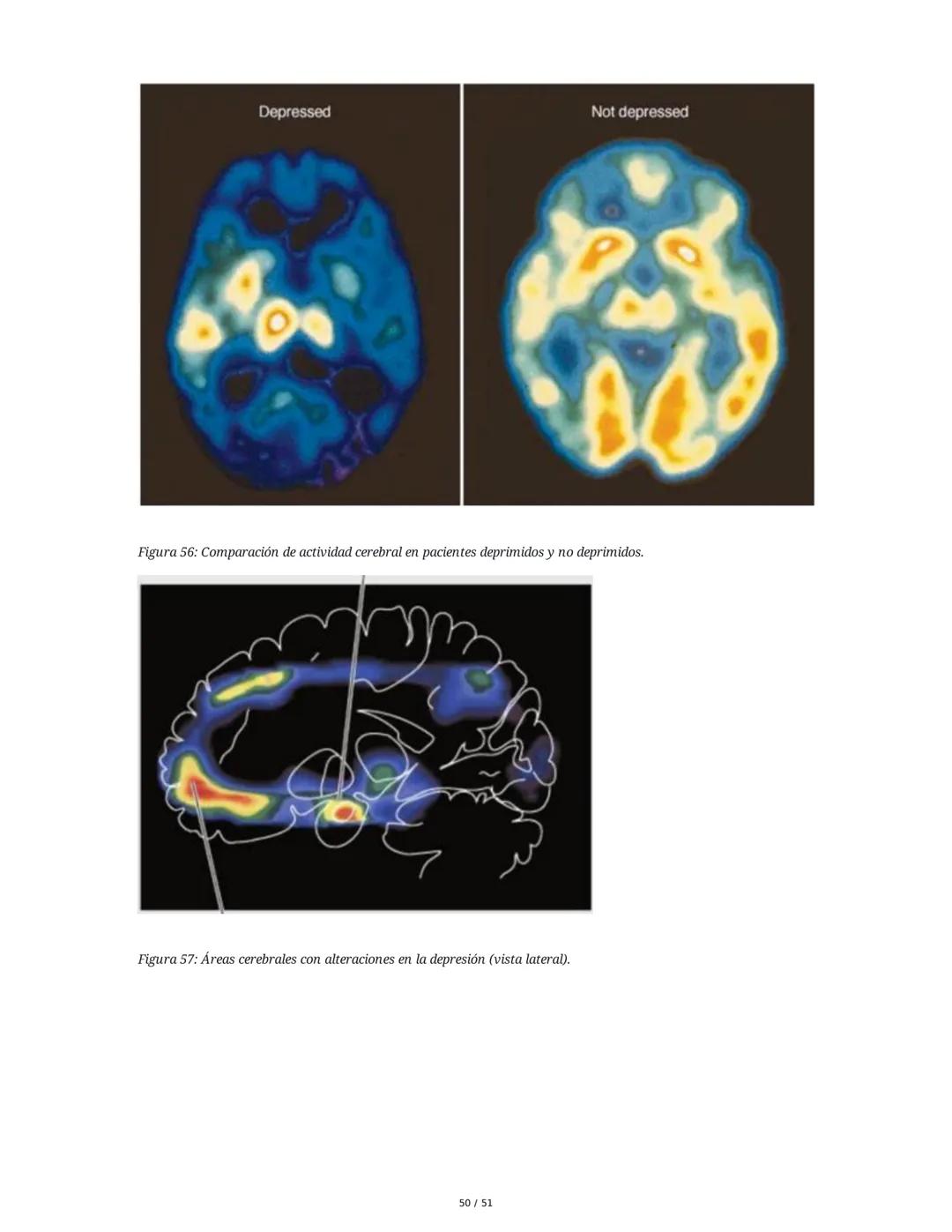 Biología de la Conducta y la Emoción
Clase 7: Los Sentidos
1. Introducción a los Sistemas Sensitivos
La percepción sensorial es el proceso m