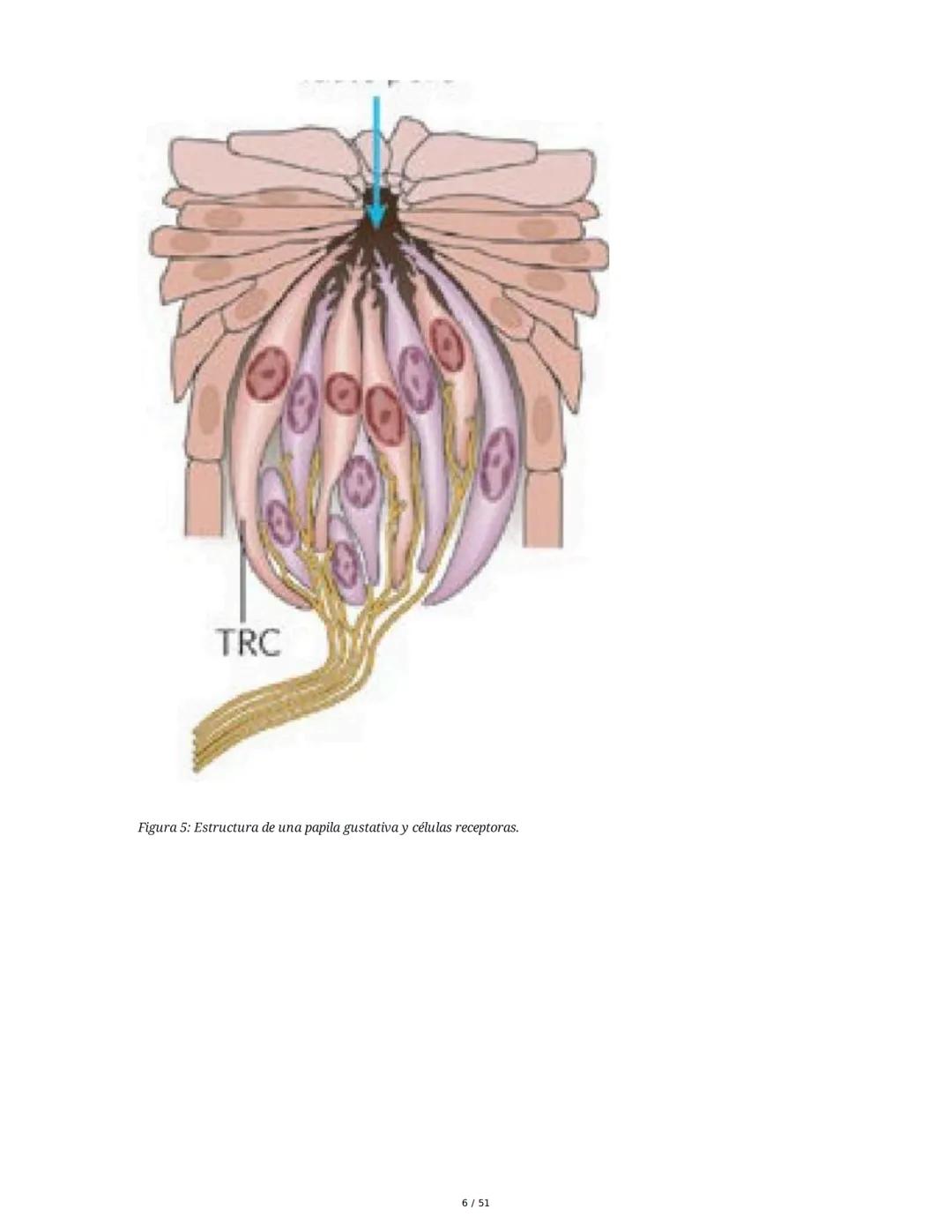 Biología de la Conducta y la Emoción
Clase 7: Los Sentidos
1. Introducción a los Sistemas Sensitivos
La percepción sensorial es el proceso m