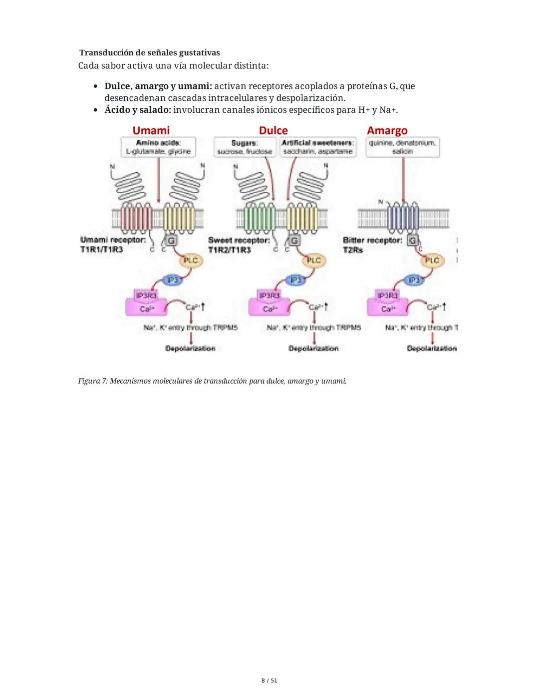 Biología de la Conducta y la Emoción
Clase 7: Los Sentidos
1. Introducción a los Sistemas Sensitivos
La percepción sensorial es el proceso m