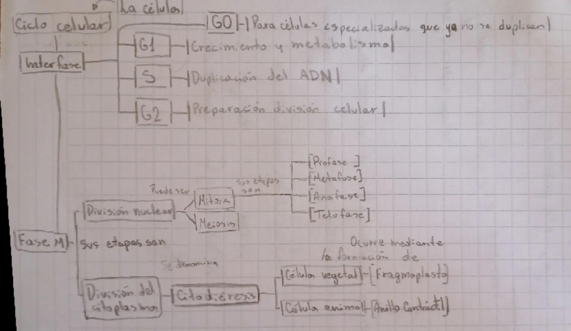 La células
(Ciclo celular)
61
Interfase
S
GO-H Para células especializados que ya no se duplicent
| Crecimiento y metabolismol
Is HDu