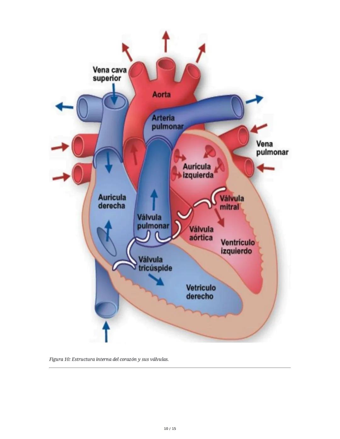 Sistema Cardiovascular
1. Objetivos
• Identificar la anatomía del sistema cardiovascular.
• Distinguir el funcionamiento del sistema circula