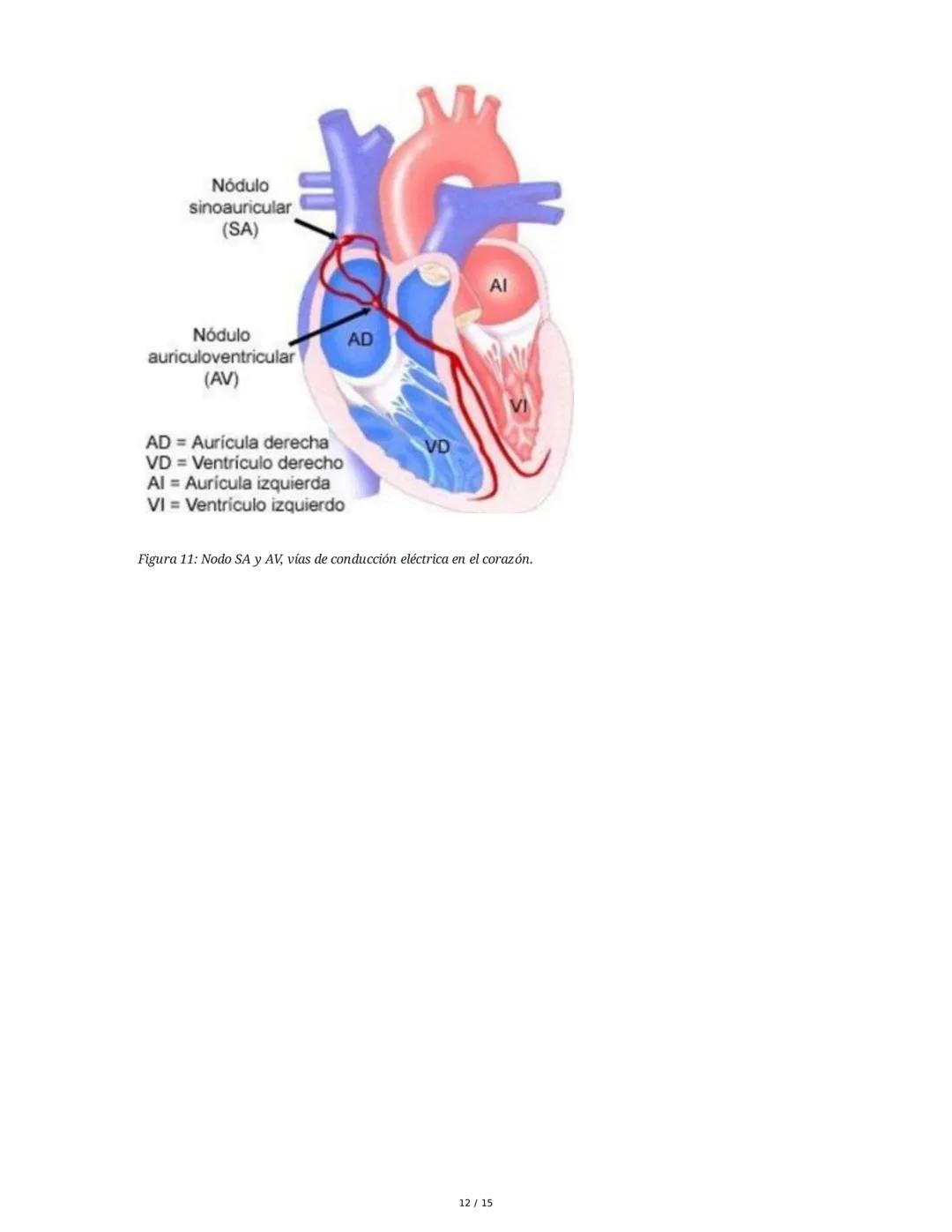 Sistema Cardiovascular
1. Objetivos
• Identificar la anatomía del sistema cardiovascular.
• Distinguir el funcionamiento del sistema circula