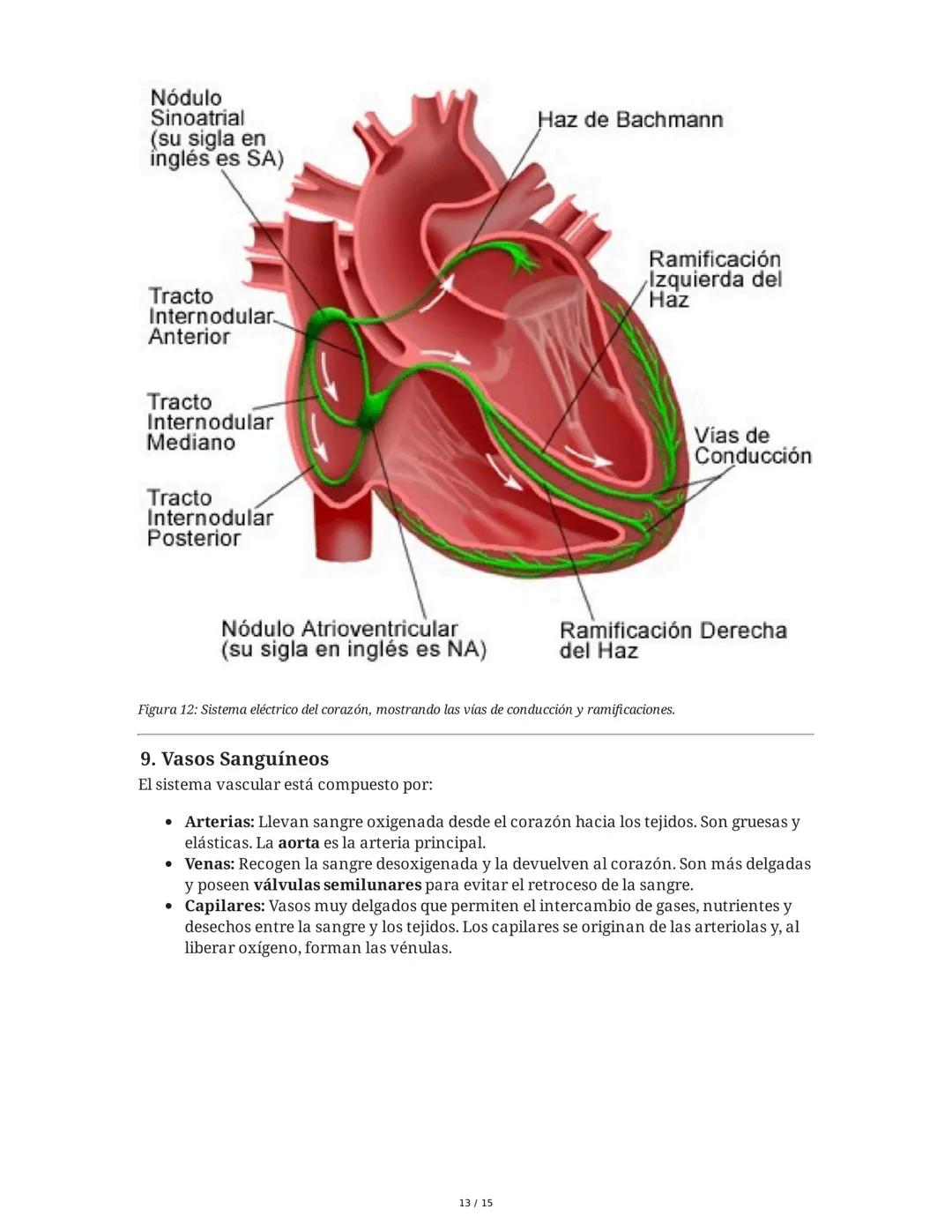 Sistema Cardiovascular
1. Objetivos
• Identificar la anatomía del sistema cardiovascular.
• Distinguir el funcionamiento del sistema circula