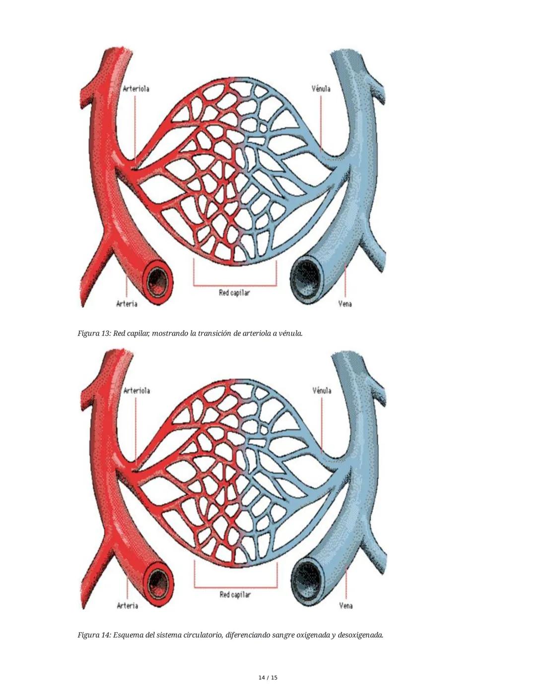 Sistema Cardiovascular
1. Objetivos
• Identificar la anatomía del sistema cardiovascular.
• Distinguir el funcionamiento del sistema circula