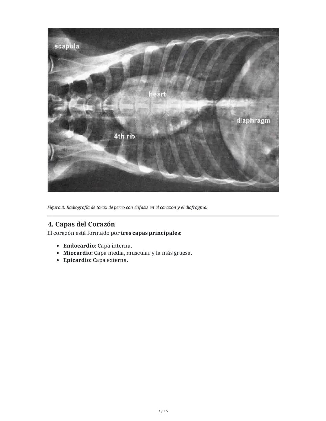 Sistema Cardiovascular
1. Objetivos
• Identificar la anatomía del sistema cardiovascular.
• Distinguir el funcionamiento del sistema circula