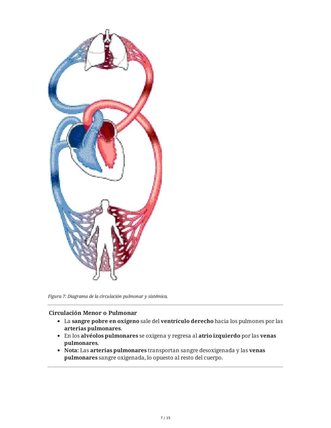 Sistema Cardiovascular
1. Objetivos
• Identificar la anatomía del sistema cardiovascular.
• Distinguir el funcionamiento del sistema circula