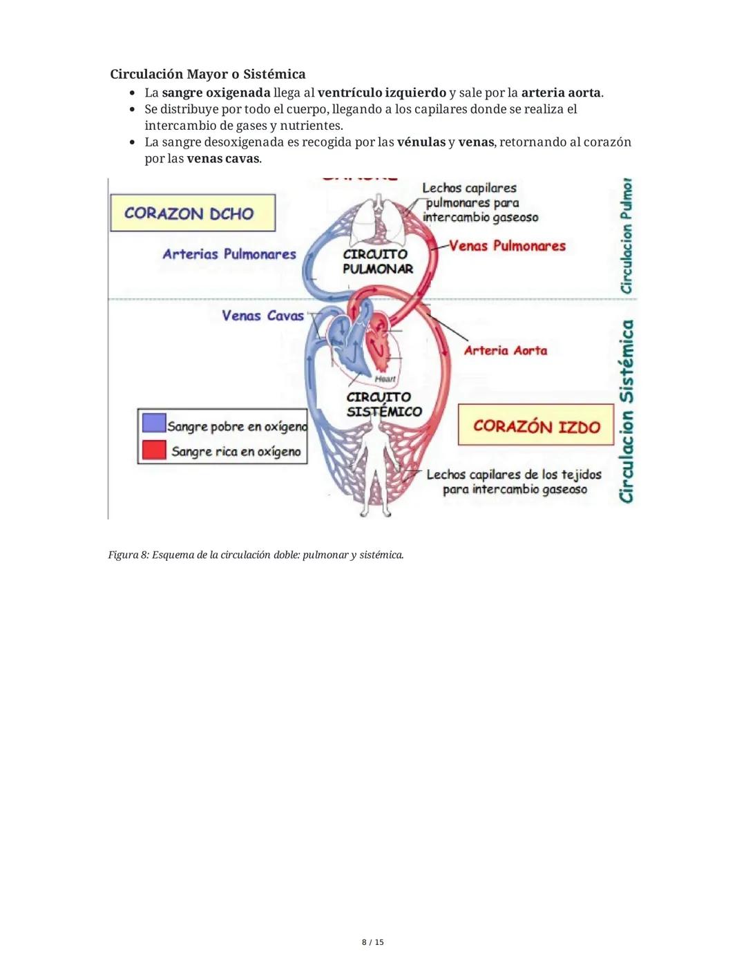 Sistema Cardiovascular
1. Objetivos
• Identificar la anatomía del sistema cardiovascular.
• Distinguir el funcionamiento del sistema circula