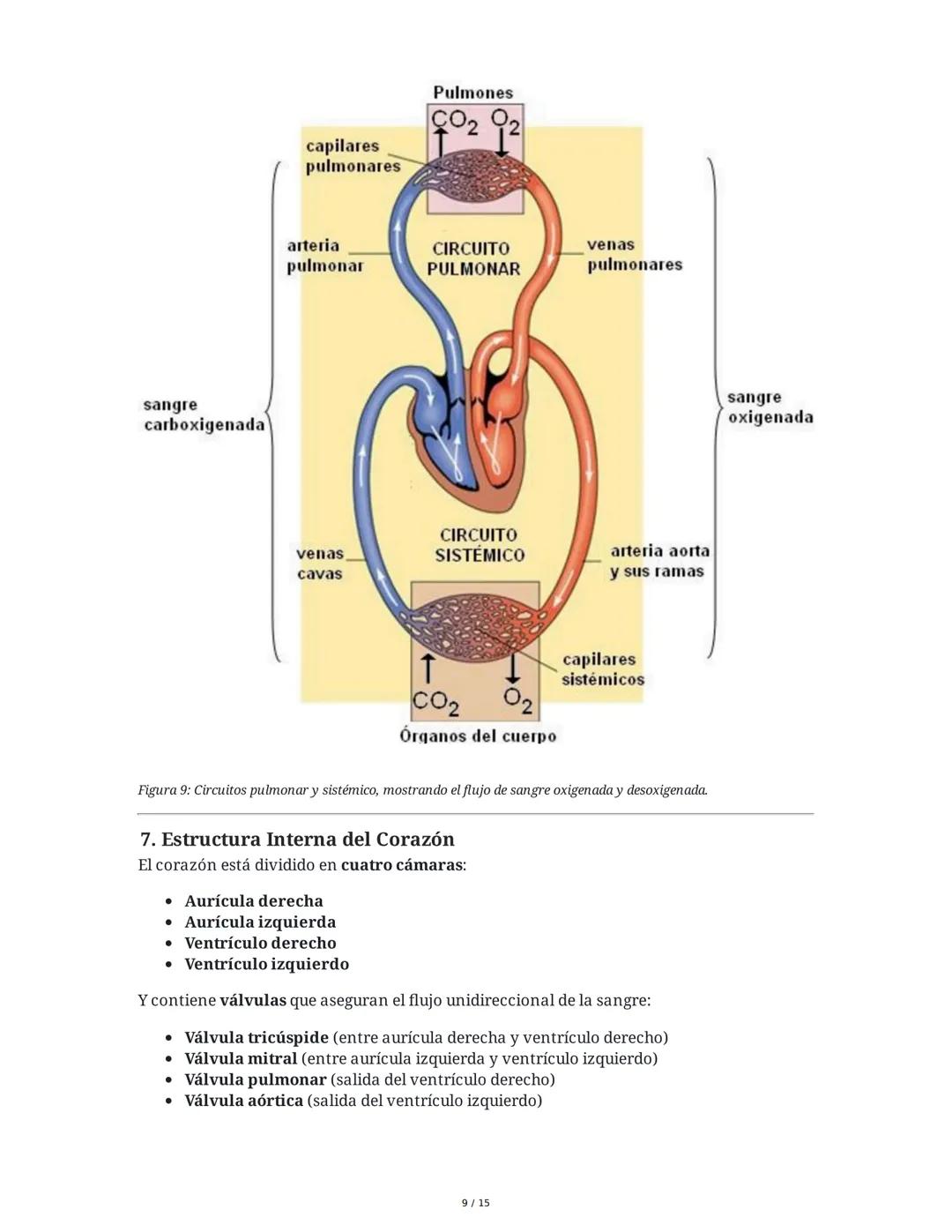 Sistema Cardiovascular
1. Objetivos
• Identificar la anatomía del sistema cardiovascular.
• Distinguir el funcionamiento del sistema circula